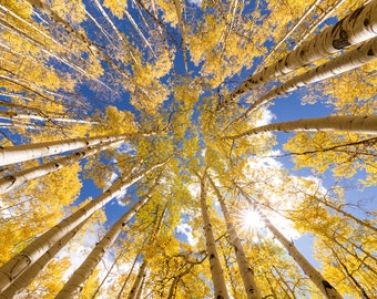 May include: A low angle view of a grove of aspen trees with golden leaves against a bright blue sky. The sun shines through the branches, creating a starburst effect.