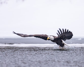 Bald Eagle 7