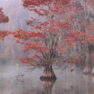 Caddo Lake 3