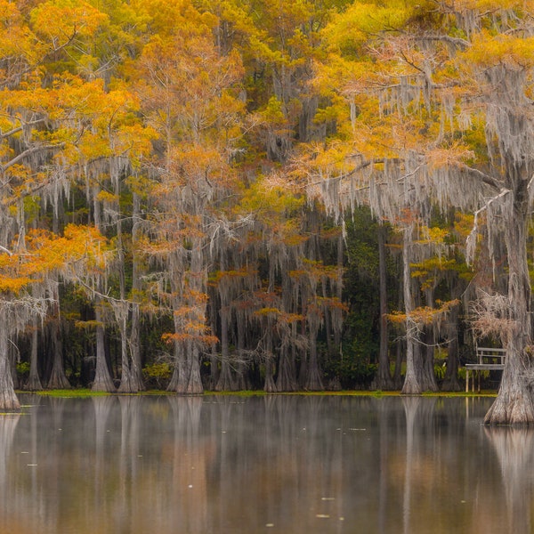 Caddo Lake 1