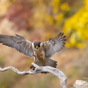 Peregrine Falcon