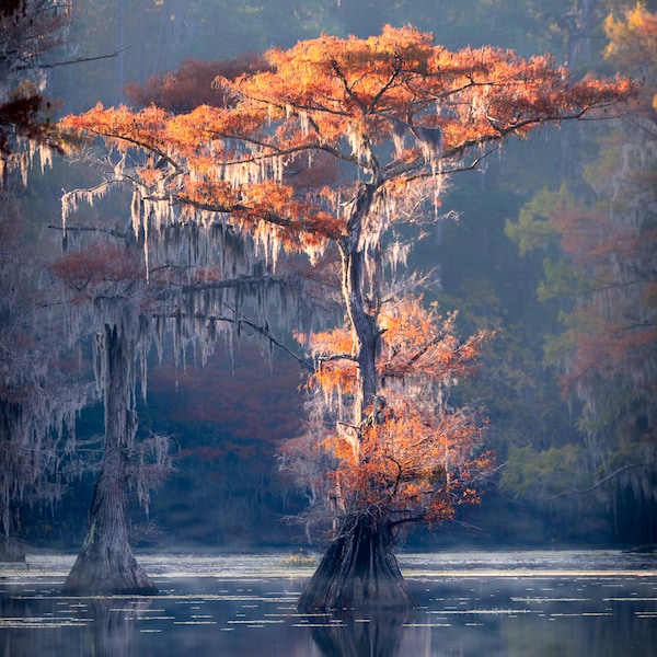 Cypress Tree