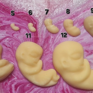 Könnte beinhalten: Eine Sammlung hellfarbiger Fötusmodelle, jeweils mit einer Nummer von 4 bis 12 versehen. Die Modelle sind auf einem rosa-weißen Wirbelhintergrund angeordnet und zeigen verschiedene Entwicklungsstadien.