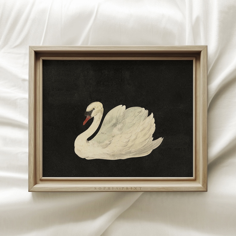 Black Swan Art Print, Vintage Nursery Prints, Vintage Swan Drawing Wall Art, Farmhouse Wall Decor, Housewarming Gift 21 image 1