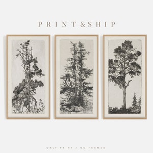 K&ouml;nnte beinhalten: Set aus drei Schwarzwei&szlig;drucken mit detaillierten Illustrationen von hohen B&auml;umen. Die Drucke sind in einem hellen Holzrahmen gerahmt.