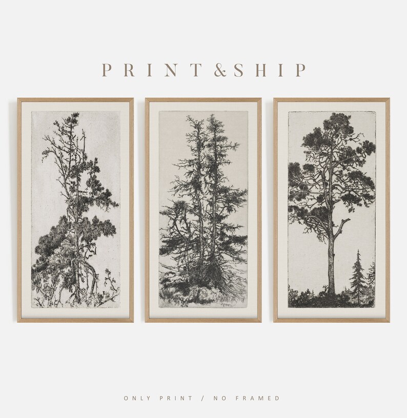 K&ouml;nnte beinhalten: Set aus drei Schwarzwei&szlig;drucken mit detaillierten Illustrationen von hohen B&auml;umen. Die Drucke sind in einem hellen Holzrahmen gerahmt.