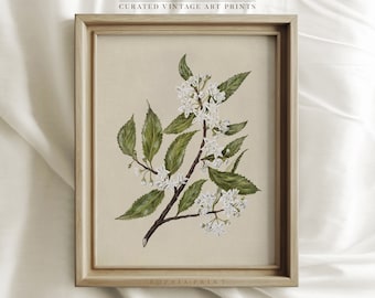 Vintage Art Print, White Flower Prints, Botanical Vintage Print, Farmhouse Wall Decor, Antique Botanical Print #388