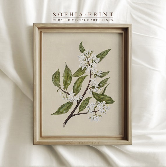 Vintage Art Print, White Flower Prints, Botanical Vintage Print, Farmhouse Wall Decor, Antique Botanical Print #388