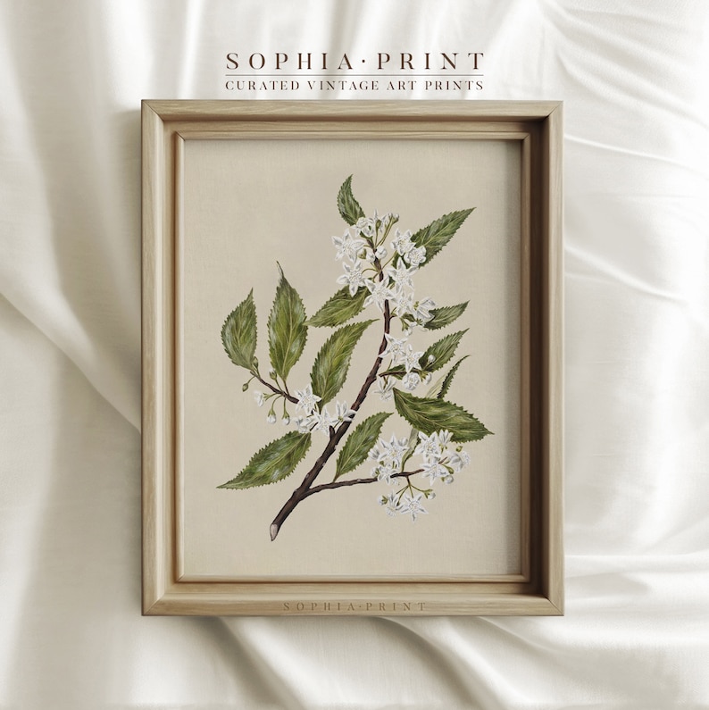 May include: A framed botanical art print featuring a detailed illustration of a flowering branch with white blossoms and green leaves. The artwork is set against a neutral background and framed in a light wood frame. The text "SOPHIA PRINT" and "CURATED VINTAGE ART PRINTS" are visible.