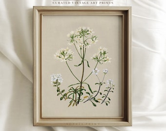 Flower Vintage Print Art, French Country Botanical Illustration,  Antique Botanical Print, Farmhouse Wall Decor #386