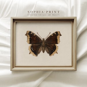 Vintage Neutral Butterfly Print, Dark Moody Insect Wall Art, Animal Print, Neutral Farmhouse Wall Decor, Antique Butterfly Drawing #471