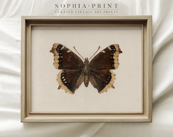 Vintage Neutral Butterfly Print, Dark Moody Insect Wall Art, Animal Print, Neutral Farmhouse Wall Decor, Antique Butterfly Drawing #471