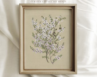 Cottagecore Prints, French Country Botanical Illustration, Floral Nursery Wall Art, Antique White Flower #368