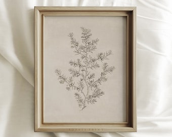 Olive Branch Etching Print, Vintage Neutral Sketch Wall Art, Beige Botanical Drawing, MAILED ART PRINTS #6