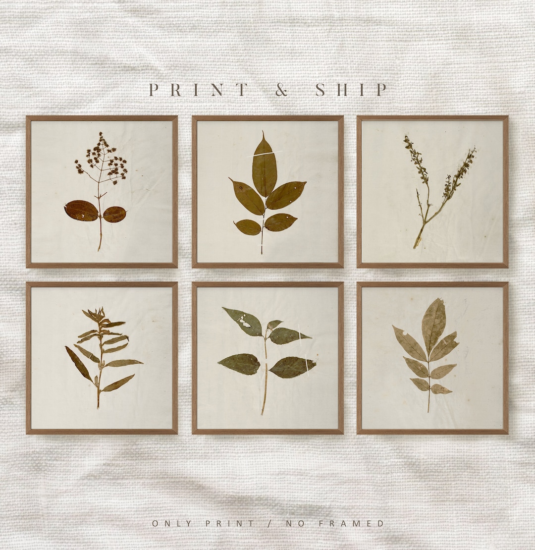 Gallery Wall Set, PRINTED Herbarium Set of 6, Dried Plants Print Set