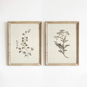 May include: Two framed botanical prints featuring black and white illustrations of flowers. The frames are light wood with a distressed finish.