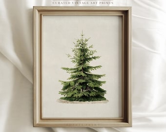 May include: A framed print of a vintage botanical illustration of a green evergreen tree. The print is on a cream background and has the text "SOPHIA PRINT" at the bottom.