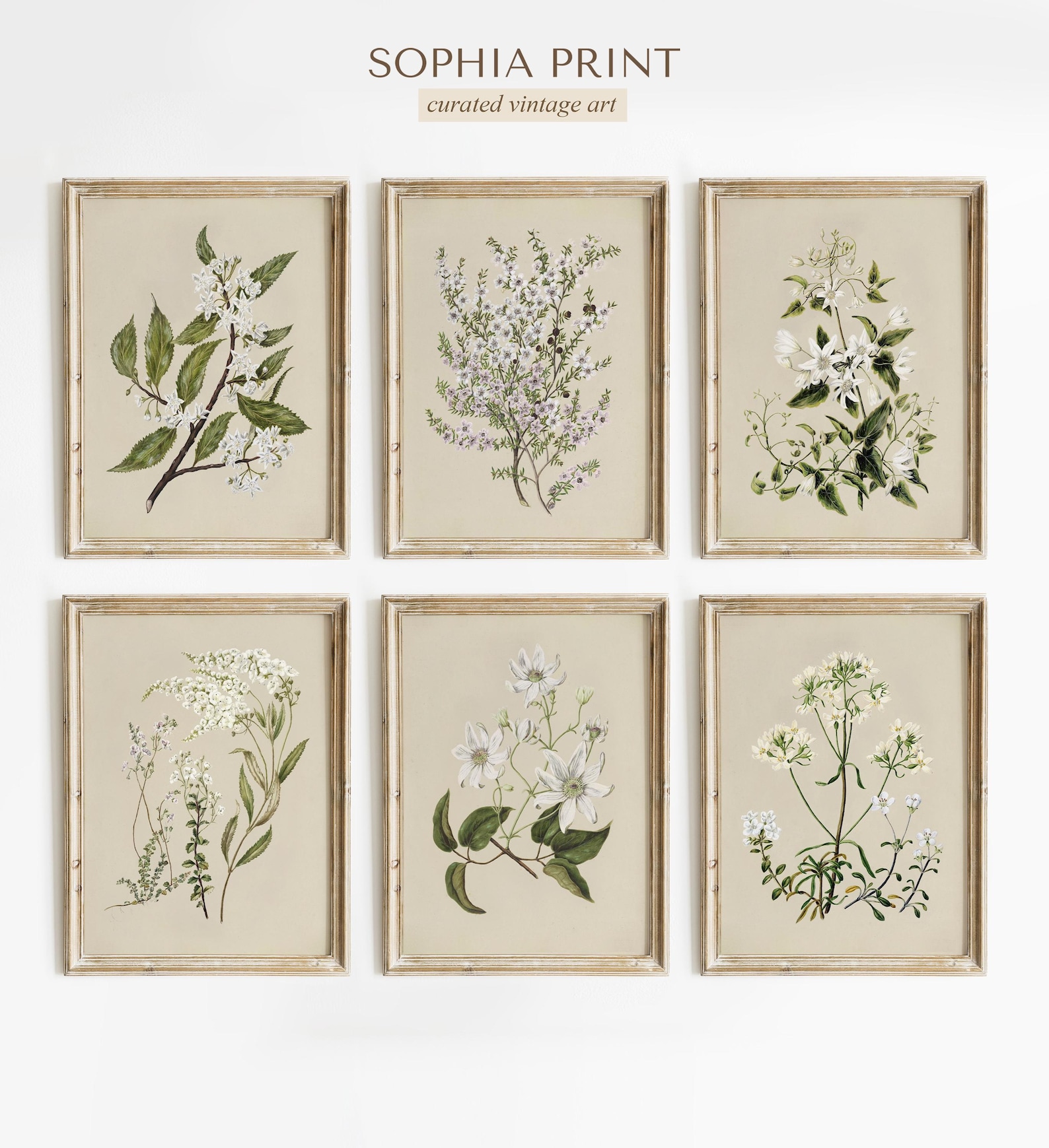 Vintage Botanical Gallery Wall Set of 6, White Flower Prints, Neutral ...