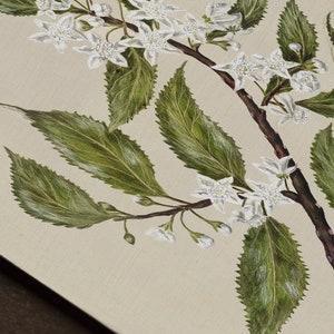 May include: A detailed painting of a flowering branch with white blossoms and green leaves. The branch is brown, and the background is a light beige color. The artwork is a close-up view of the plant.