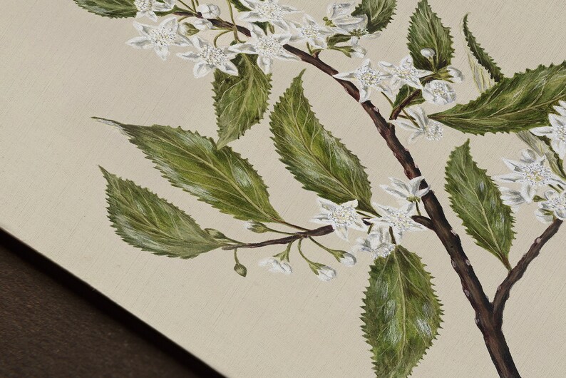 May include: A detailed painting of a flowering branch with white blossoms and green leaves. The branch is brown, and the background is a light beige color. The artwork is a close-up view of the plant.