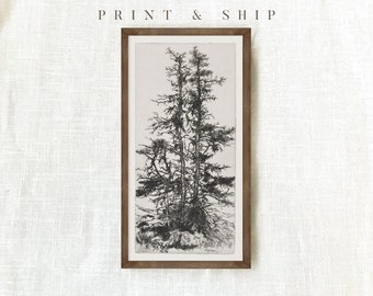 Pine Tree Print, Vintage Drawing, Etching Wall Art, Antique Sketch, Tree Drawing, Rustic Sketch, Botanical Art #38