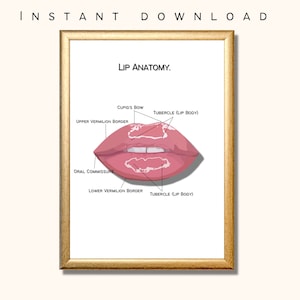 Lip Anatomy Art Poster, plastic surgeon gift, nurse gift, beauty therapy, aesthetic surgery gift, Esthetician Decor, Botox Art, wall art, A4