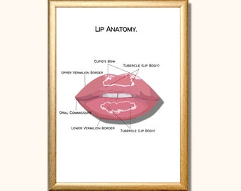 Lip Anatomie Art Poster, plastisch chirurg cadeau, verpleegster cadeau, schoonheidstherapie, esthetische chirurgie cadeau, schoonheidsspecialiste Decor, Botox Art, kunst aan de muur, A4