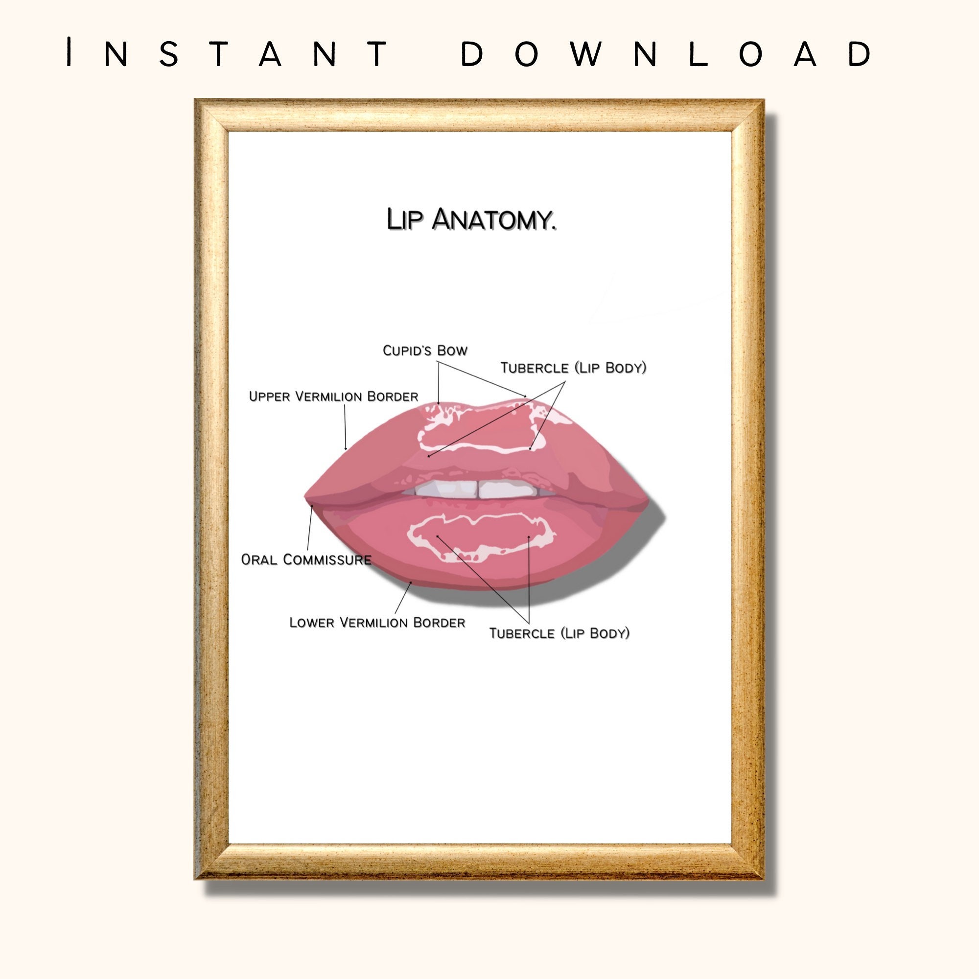 Lip Anatomy Tubercle