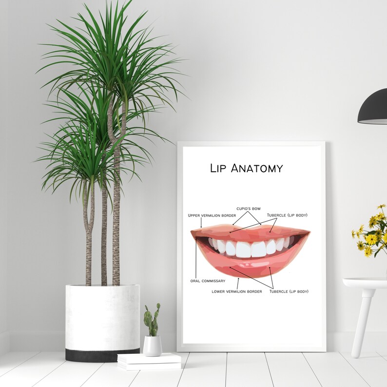 Facial Anatomy , Lip Anatomy, Lip Filler Poster, A1/A3/A4 Esthetician