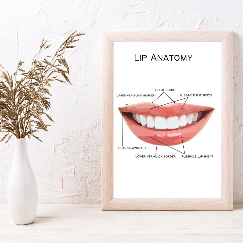 Facial Anatomy , Lip Anatomy, Lip Filler Poster, A1/A3/A4 Esthetician