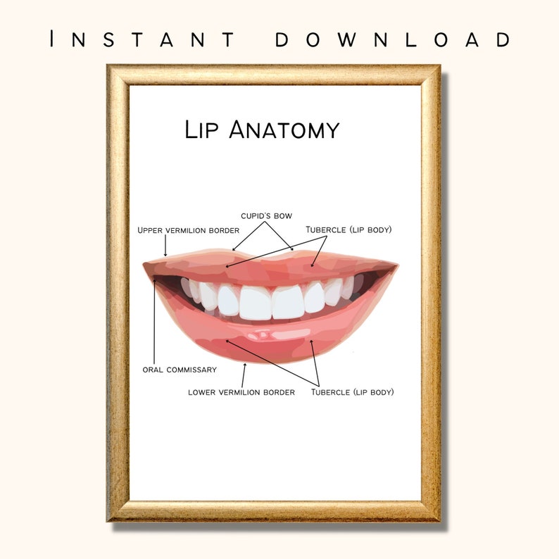 Facial Anatomy , Lip Anatomy, Lip Filler Poster, A1/A3/A4 Esthetician