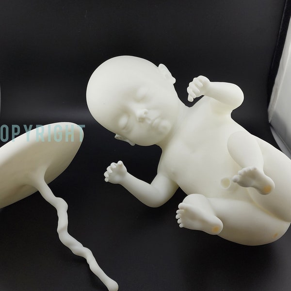 Fetus OR Newborn Resin Sculpture An Original Art Design 38 - 40 weeks - seven months to nine months  fetus/baby