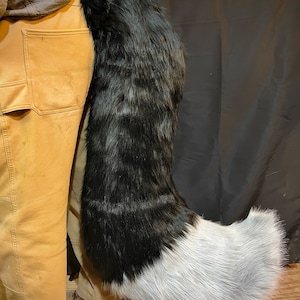 Large Black Canine Furry Tail