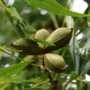 May include: Close-up of pecan nuts in their green husks, attached to a branch with green leaves. The nuts are oval-shaped and have a textured surface. The leaves are long and slender, with a vibrant green color. The background is blurred, suggesting a natural outdoor setting.