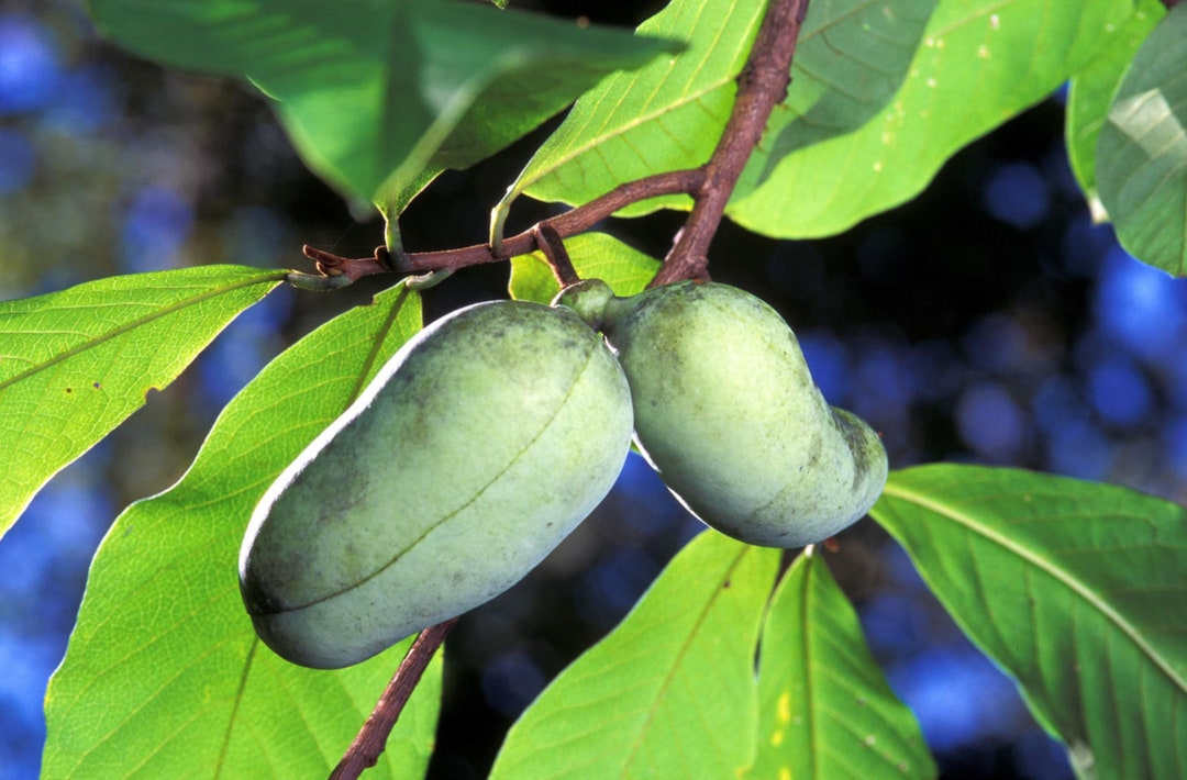 2yr Paw Paw Tree 1018in, Pawpaw, Native Fruit Tree, Asimina Triloba, Bundle Discounts! Shipping