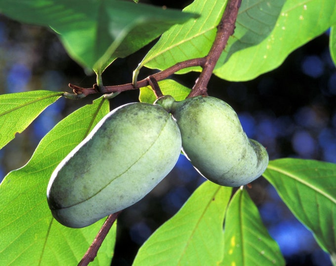 2yr Paw Paw Tree 610in, Pawpaw, Native Fruit Tree, Asimina Triloba