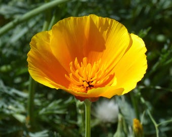 CALIFORNIA POPPY Seeds, ~200 seeds, Eschscholzia californica, Native Wildflower