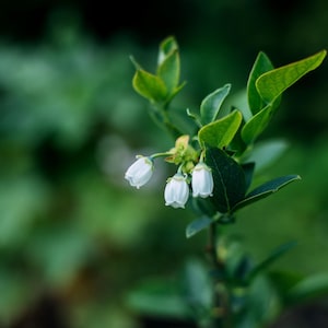 May include: A blueberry plant stem featuring three small, bell-shaped white flowers hanging downward. The plant has several pointed, smooth-edged green leaves attached to a thin, upright woody stem against a blurred green background.