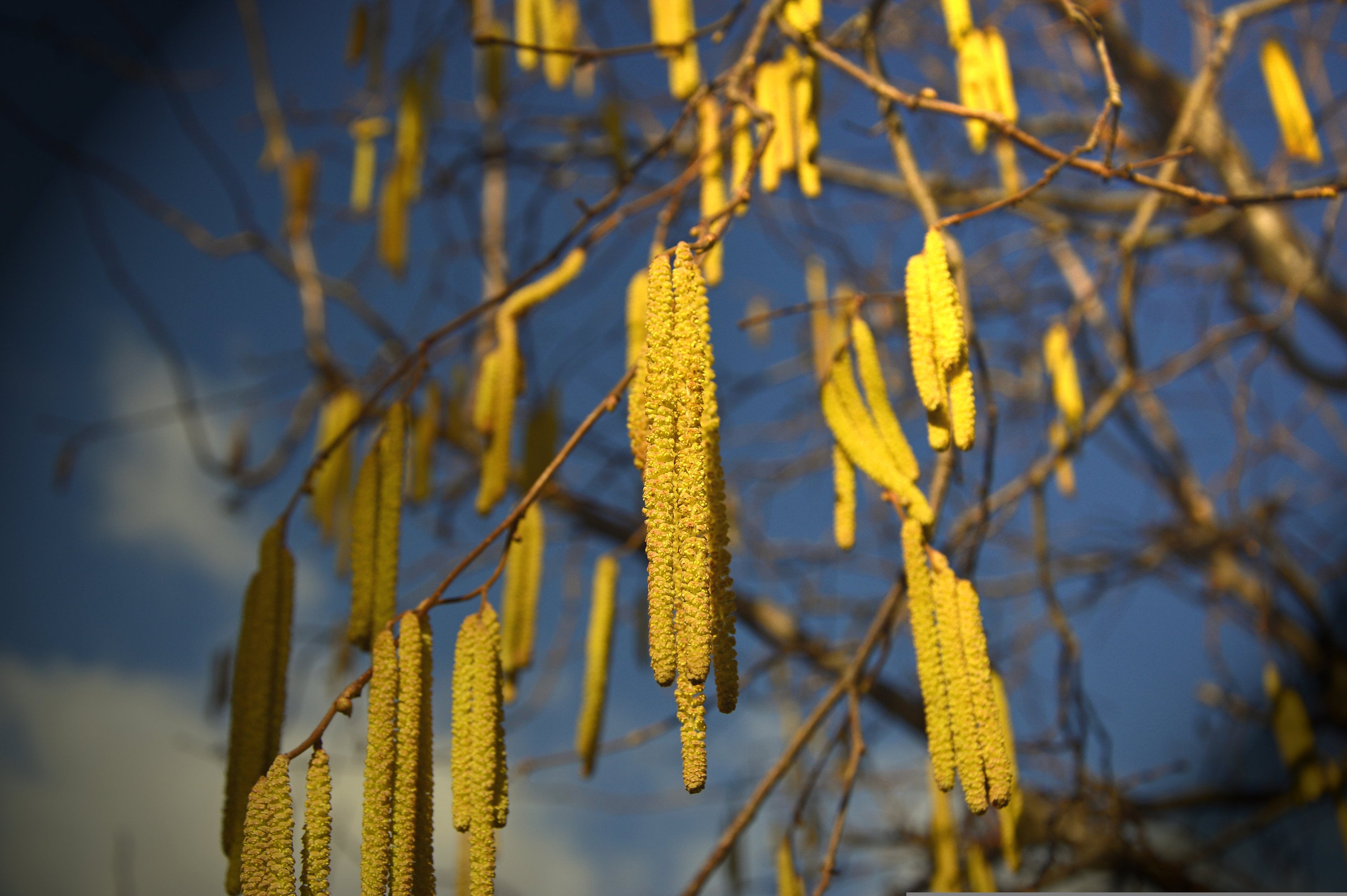 2yr American Hazelnut Trees, 8-16in, Native Nut Tree, Filbert, Corylus ...