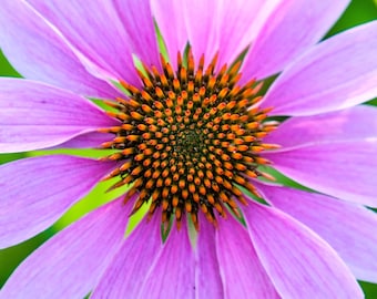 Echinacea purpurea Seeds: Purple Coneflower, Heirloom Perennial (100+ Seeds)