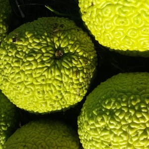May include: A collection of bright lime-green Osage oranges, also known as hedge apples, featuring a distinctively bumpy, brain-like textured surface. These round, spherical fruits are clustered together, showcasing their vibrant color and complex, convoluted skin patterns in natural light.