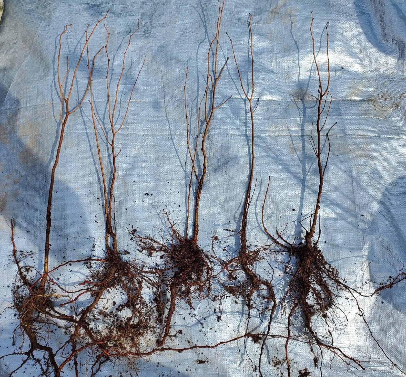 2yr American Hazelnut Trees, 8-16in, Native Nut Tree, Filbert, Corylus ...