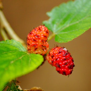 May include: Close-up of ripe mulberries on a branch with green leaves. The berries are a vibrant red with a textured surface, and the leaves are a bright green. The background is a soft brown.