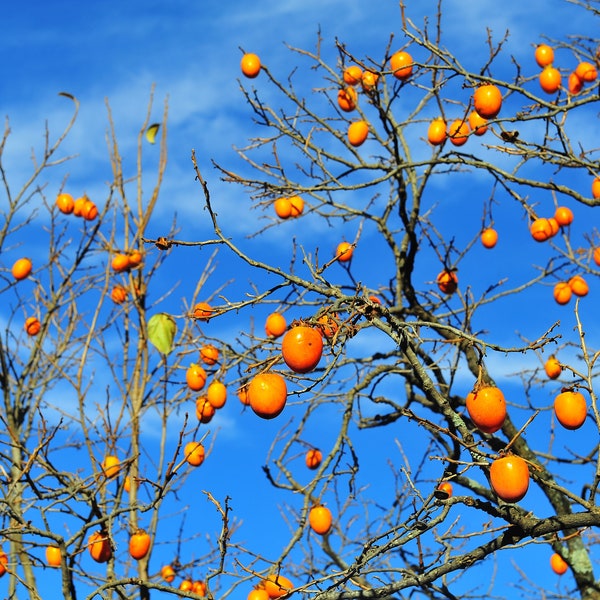 PRE-SALES!! 3yr Large American Persimmon Trees 2-3ft, Native, Diospyros Virginiana, Bundle Discounts! Shipping Late April