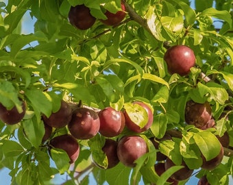 2yr Large Chickasaw Plum, 2-3ft, Native tree, Prunus angustifolia, Bundle Discounts!