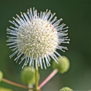 May include: A white, spiky flower with a round, white center. The flower is in focus, while the green background is blurred.