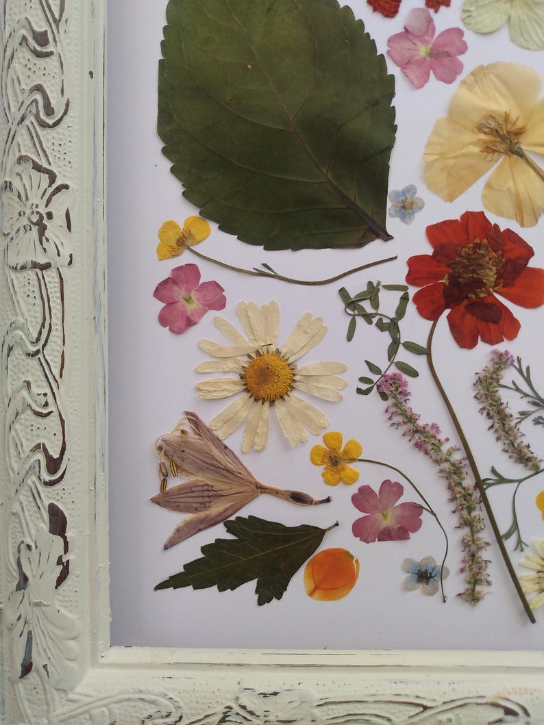 Pressed Flower Art Etsy — free download