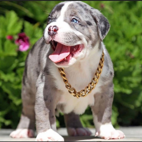 Cuban link top dog choker
