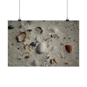 May include: A collection of seashells of various sizes and colors scattered on a sandy beach. The shells include white, brown, and black colors.