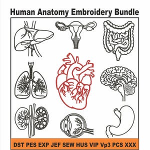 Op de afbeelding: Een witte afbeelding met illustraties van menselijke anatomie, waaronder het hart, de hersenen en de longen. De tekst "Human Anatomy Embroidery Bundle" staat bovenaan. Het hart is rood, de andere illustraties zijn zwart.